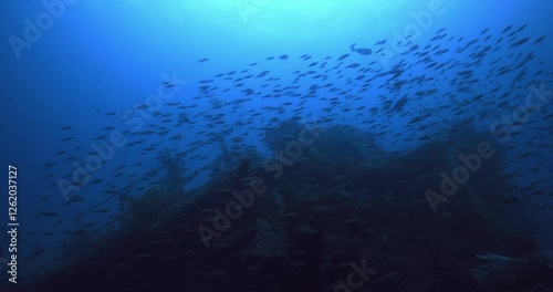 A school of fish gliding over the shipwreck in the blue depths.