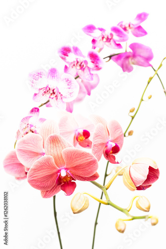 Peach Phalaenopsis orchids with purple Moth orchids at the background 