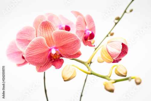 Peach Phalaenopsis orchids close up over white background 