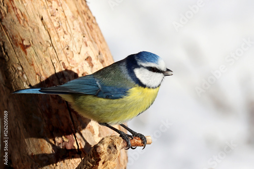 Obraz na płótnie Blue tit
