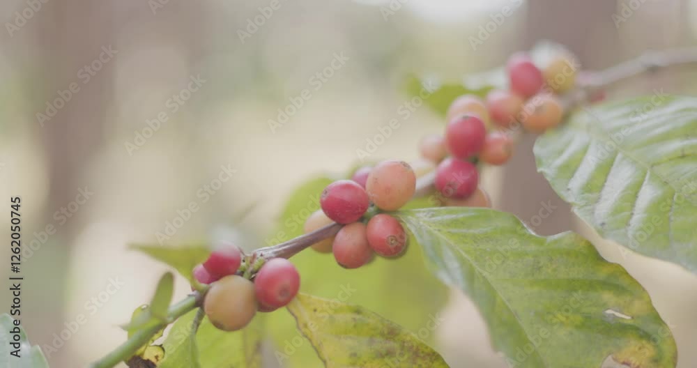 Close up hand harvest red ripe coffee seed robusta arabica berry harvesting coffee farm. Hand people harvest coffee bean ripe Red berries plant fresh seed coffee tree growth in green eco organic farm_ Close up hand harvest red ripe coffee seed robusta arabica berry harvesting coffee farm. Hand people harvest coffee bean ripe Red berries plant fresh seed coffee tree growth in green eco organic farm_