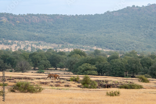 wild male bengal tiger or panthera tigris walking territory stroll in open field and in background Aravalli or Aravali hill mountain Range in safari at ranthambore national park forest rajasthan india
