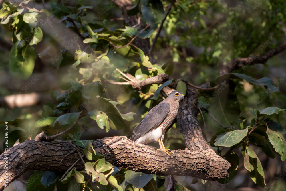 Shikra or Accipiter badius or little banded goshawk wild bird portrait perched in winter sunlight on face in outdoor wildlife safari at keoladeo national park bharatpur bird sancturay rajasthan india Shikra or Accipiter badius or little banded goshawk wild bird portrait perched in winter sunlight on face in outdoor wildlife safari at keoladeo national park bharatpur bird sancturay rajasthan india