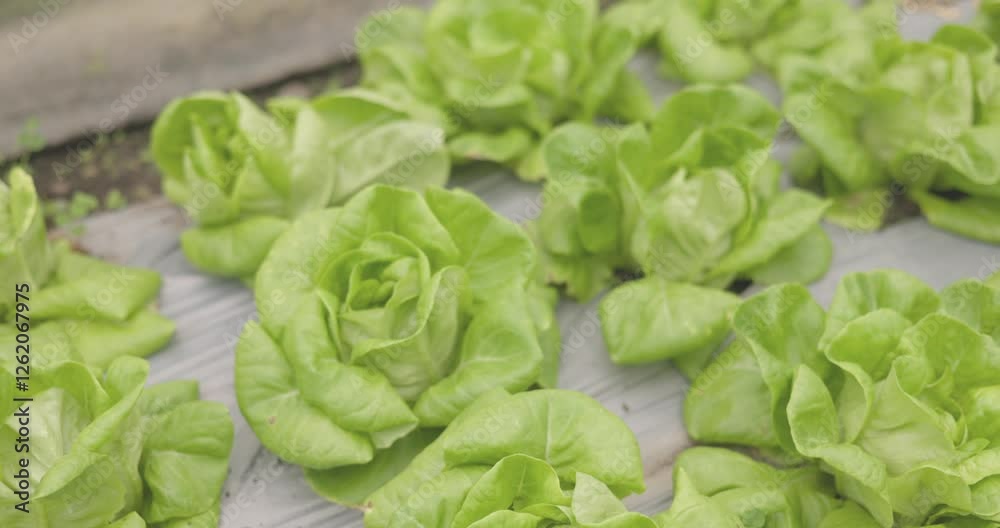 Smart farming techniques hydroponic salad vegetables red oak green lettuce ensuring fresh sustainable produce fresh produce sustainable agriculture promotes healthy eating support local community.
Smart farming techniques hydroponic salad vegetables red oak green lettuce ensuring fresh sustainable produce fresh produce sustainable agriculture promotes healthy eating support local community.