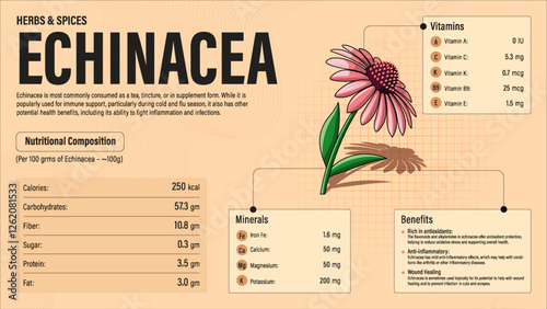 Echinacea Herb Nutrition Facts and Health Benefits–Detailed Vector Infographic for Healthy Eating and Wellness