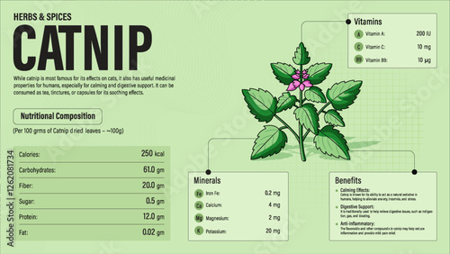 Catnip Herb Nutrition Facts and Health Benefits–Detailed Vector Infographic for Healthy Eating and Wellness