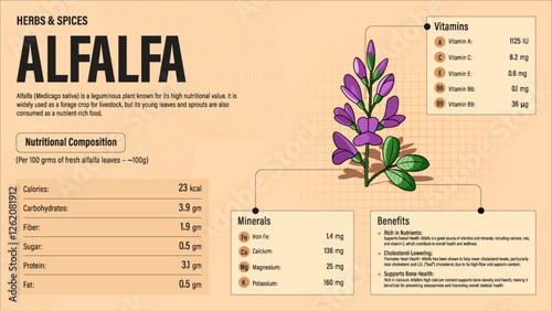 Alfalfa Herb Nutrition Facts and Health Benefits–Detailed Vector Infographic for Healthy Eating and Wellness