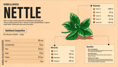 Nettle Herb Nutrition Facts and Health Benefits–Detailed Vector Infographic for Healthy Eating and Wellness