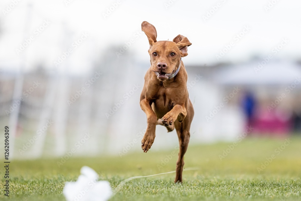 Purebred Vizsla Running Lure Course Sprint Dog Sport Purebred Vizsla Running Lure Course Sprint Dog Sport