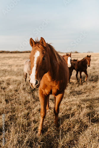 A sorrel horse leads a small herd across a sunlit Kansas prairie.
