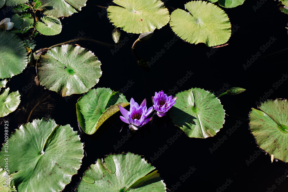 Serene Water Lilies Floating on Dark Reflections Serene Water Lilies Floating on Dark Reflections