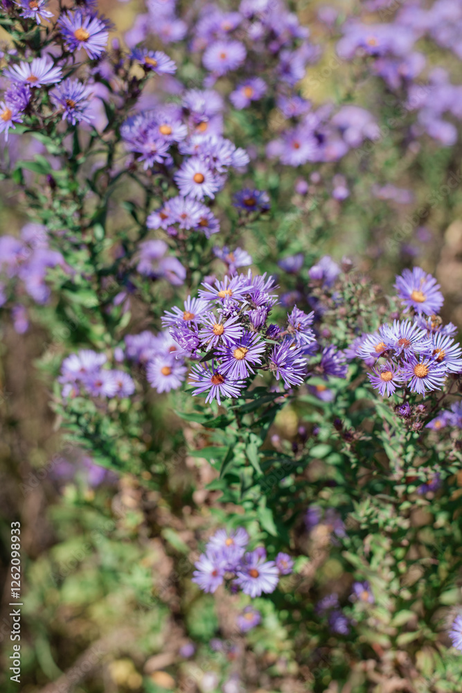 Obraz premium Bunches of Purple Aster Flowers