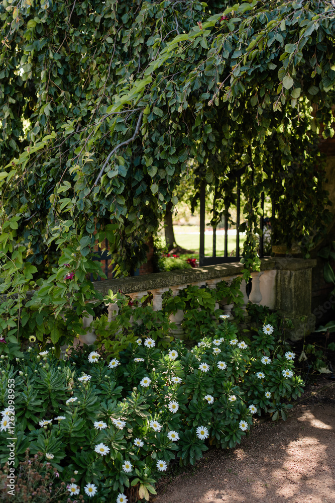 Secret Garden with Blooming White Daisies Under a Canopy of Greenery Secret Garden with Blooming White Daisies Under a Canopy of Greenery