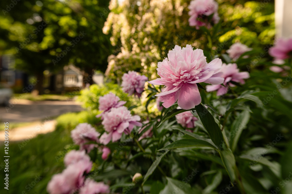 Obraz premium Backyard garden pretty in pink peony flowers bloom for Mother’