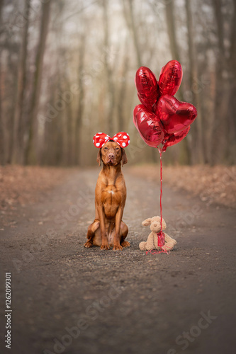 Portrait - Hungarian shepherd. Valentine's Day. photo