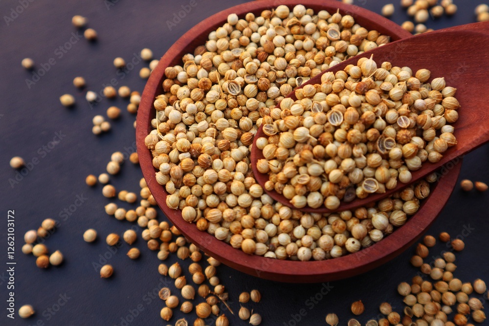 Coriander or Coriandrum sativum in a wooden bowl and some scattered around it, with black background and close up view. Coriander or Coriandrum sativum in a wooden bowl and some scattered around it, with black background and close up view.