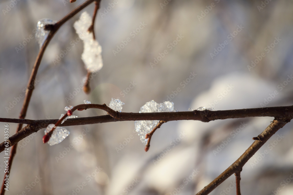 Snow-covered tree branches with small leaves are close in the foreground, while in the background you can see the forest, which is also covered with snow.
Snow-covered tree branches with small leaves are close in the foreground, while in the background you can see the forest, which is also covered with snow.