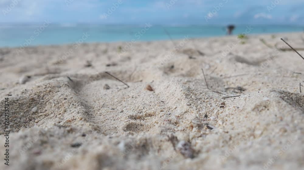 A detailed close-up shot of a hermit crab moving across white sand on a tropical beach. The shallow depth of field emphasizes the crab, with the turquoise ocean. A detailed close-up shot of a hermit crab moving across white sand on a tropical beach. The shallow depth of field emphasizes the crab, with the turquoise ocean.