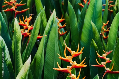 Vibrant Heliconia Flowers in Lush Tropical Foliage photo