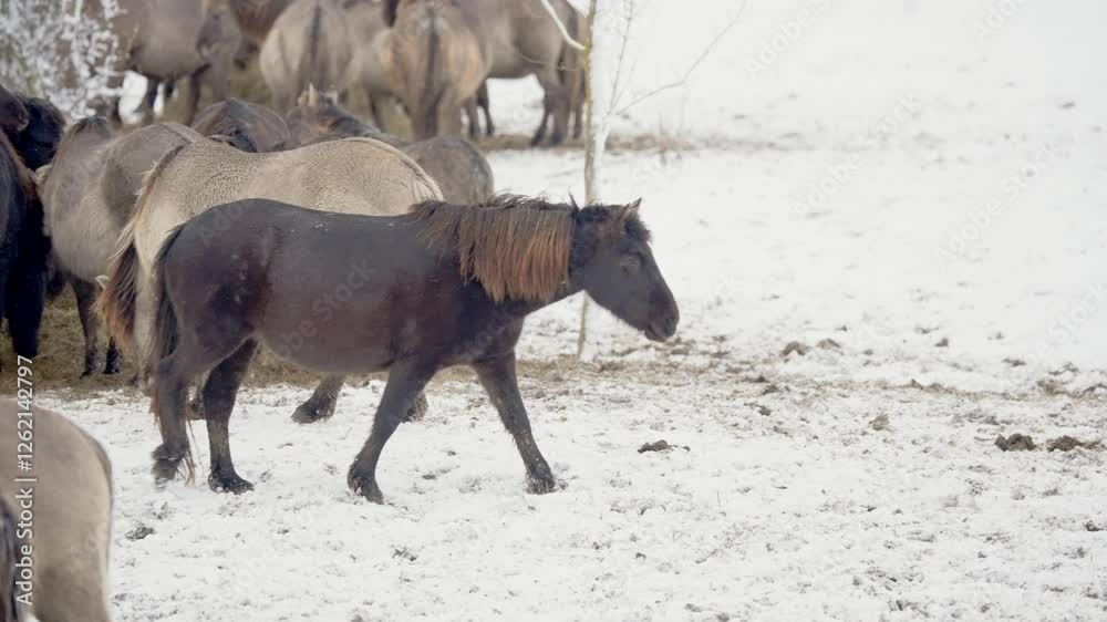 Herd of wild horses gathered in a snow covered pasture, peaceful countryside winter scene, tracking follows beautiful black coat trotting, slow motion