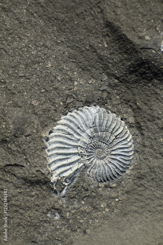 Mesozoic ammonite at Volga coast