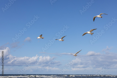 Group of seagulls flying over the water of the Baltic Sea on a background of blue sky, Miedzyzdroje, Poland