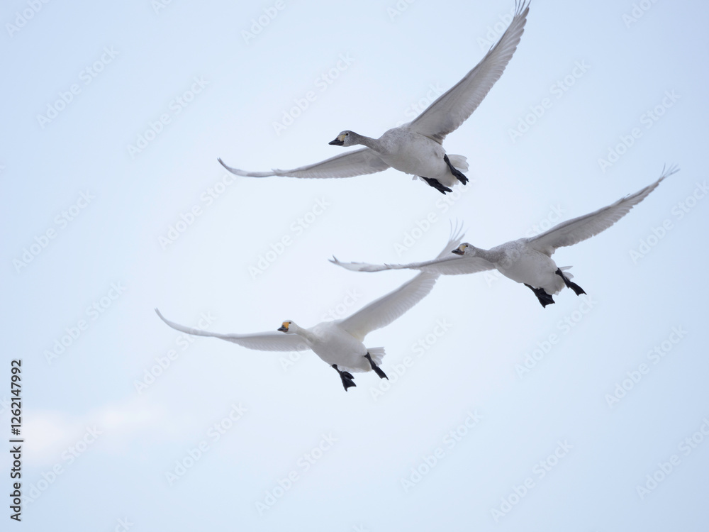 Obraz premium Whistling Swans flying
