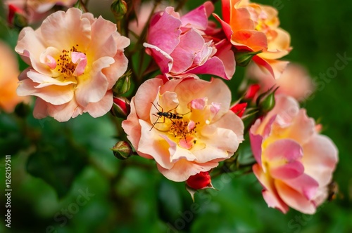 A longhorn beetle rests in the center of a cluster of delicate peach and pink rose Jazz photo