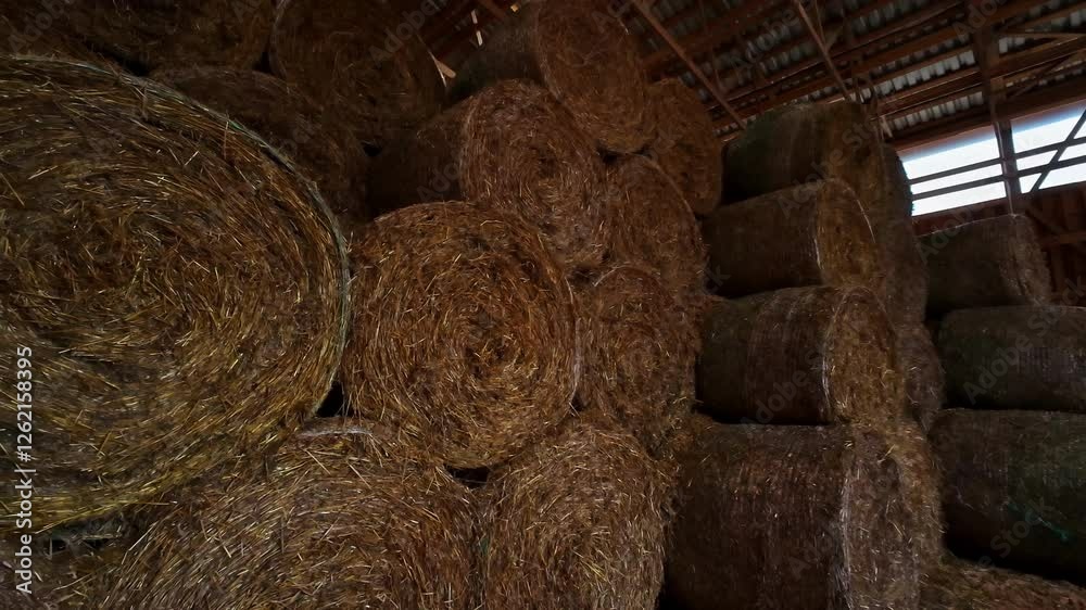 Bales of straw in the Latvian countryside Bales of straw in the Latvian countryside