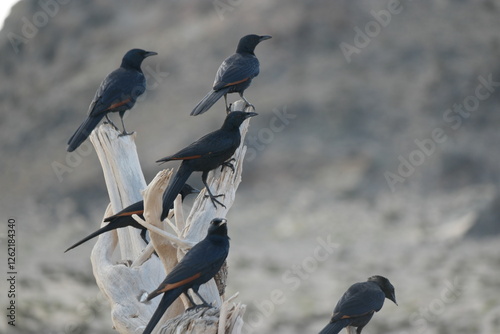 Canvas Print Crows perched on driftwood near Socotra Yellow Crab Beach in Socotra, Yemen duri