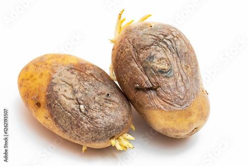 Faule Kartoffeln photo