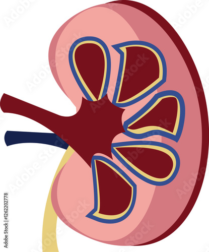 Icon of the anatomical structure of the kidney. Logo of urology, nephrology, kidney diseases. Medical or Healthcare theme symbol vector illustration isolated on white background