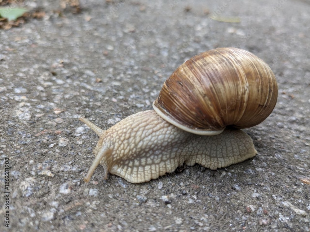 Macro photo snail Macro photo snail