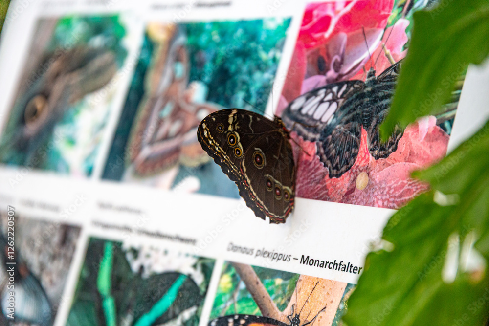 Butterfly in the House of butterflies, Vienna