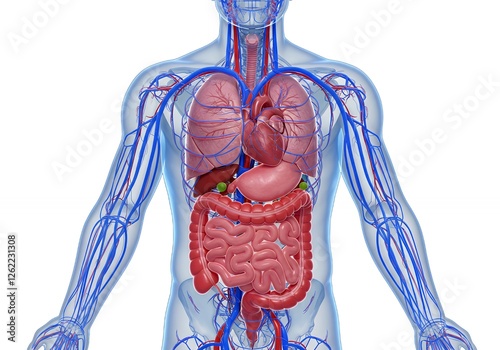 Human Body Anatomy Illustration Showing Internal Organs and Circulatory System