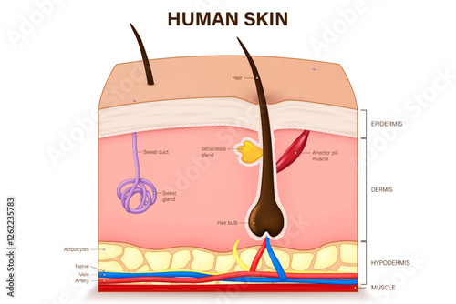Human skin anatomy. Skin layers structure vector.  Epidermis, dermis, hypoderm and muscle tissue. Hair, Arrector pili muscle, sweat and sebaceous glands.