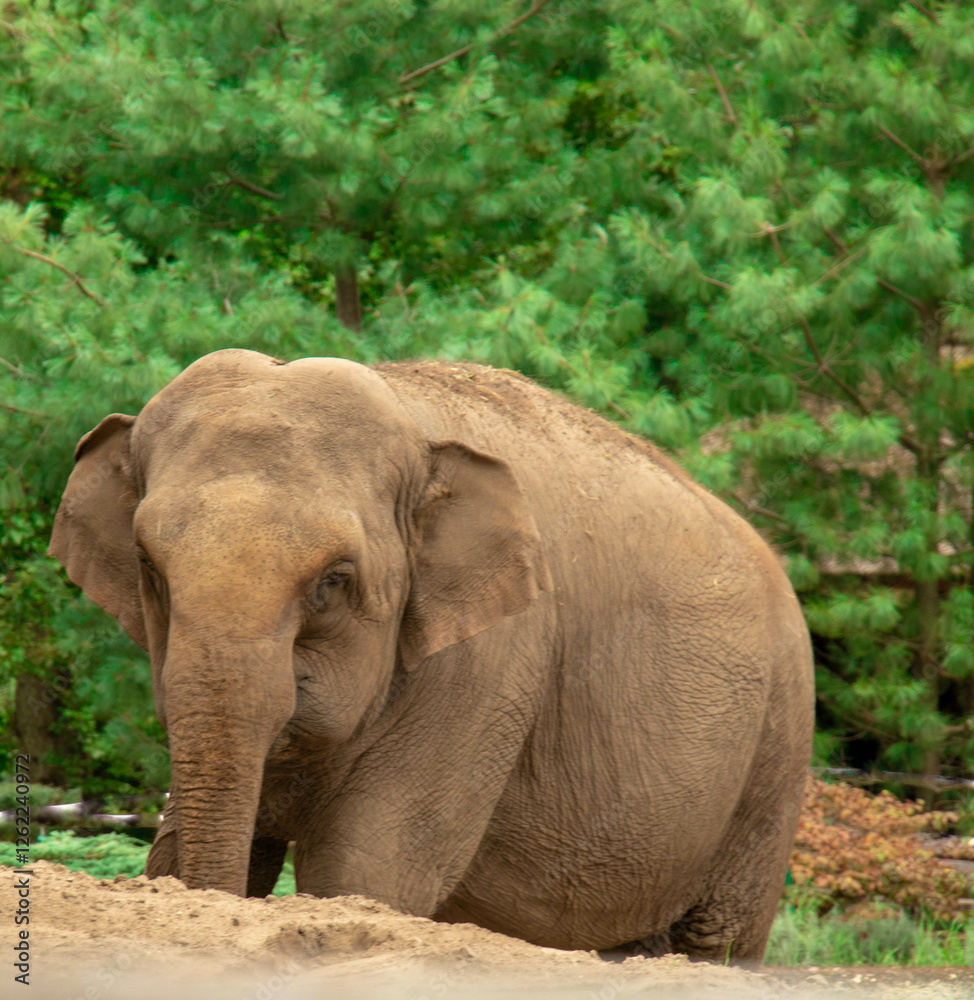 Fototapeta premium large elephant in the zoo