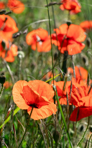 red poppy flower on a green background