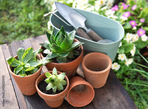 succulent potted and gardening equipment on wooden table in a garden with flo...