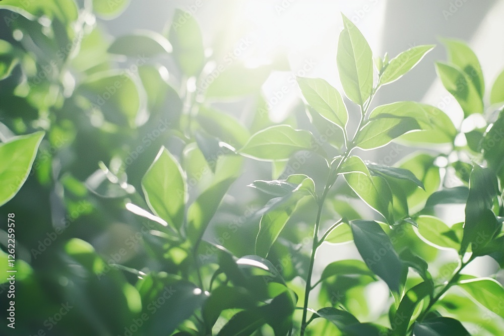 Fototapeta premium Spring's Refreshing Radiance 