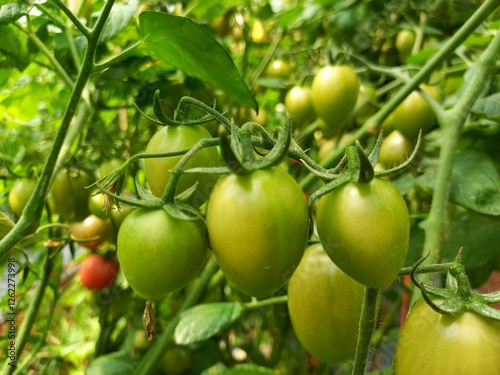 Wallpaper Mural Vegetables are edible plants or plant parts that are consumed as food. They come in a variety of colors, textures, and flavors, providing essential nutrients such as vitamins, minerals, fiber, and ant Torontodigital.ca