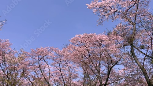 桜,さくら,SAKURA,