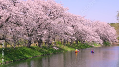 桜,さくら,SAKURA,