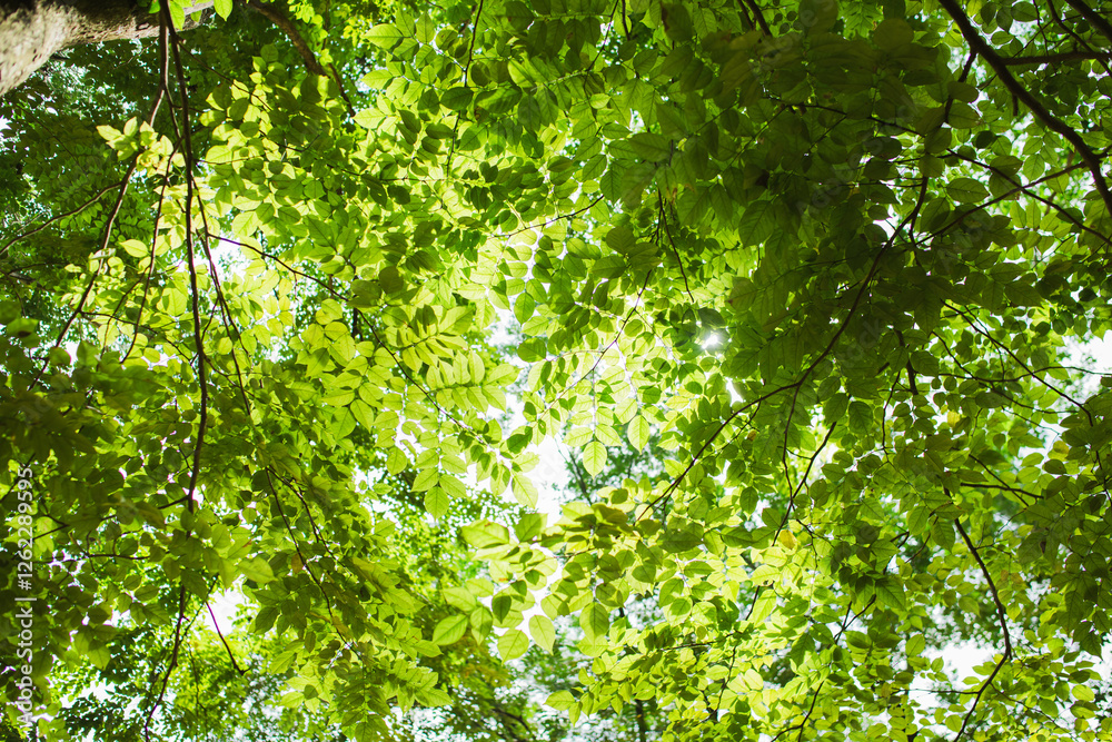 The sunlight shines through the green leaf background of the forest. The sunlight shines through the green leaf background of the forest.