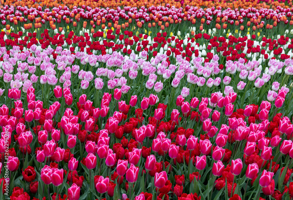 colorful tulips blooming in a garden colorful tulips blooming in a garden