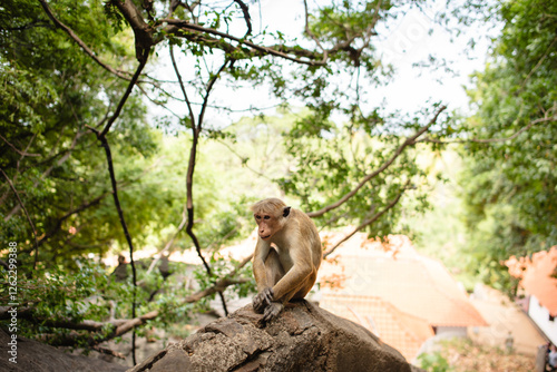 A monkey is sitting on a stone