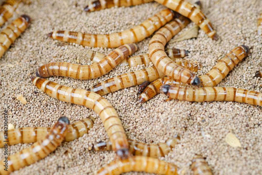 Obraz premium King mealworm (zophobas morio) is a popular feed ingredient that is widely used to give to reptiles, songbirds and other poultry.