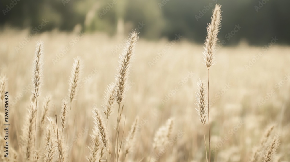 Golden Wheat Field at Sunset, Rural Landscape, Nature Background, Peaceful Scene Golden Wheat Field at Sunset, Rural Landscape, Nature Background, Peaceful Scene