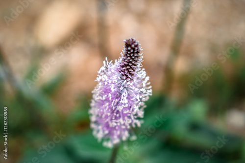 Plantago media has several applications, such as antimicrobial, anti-inflammatory, anti-histaminic, hemostatic, cicatrizing, expectorant