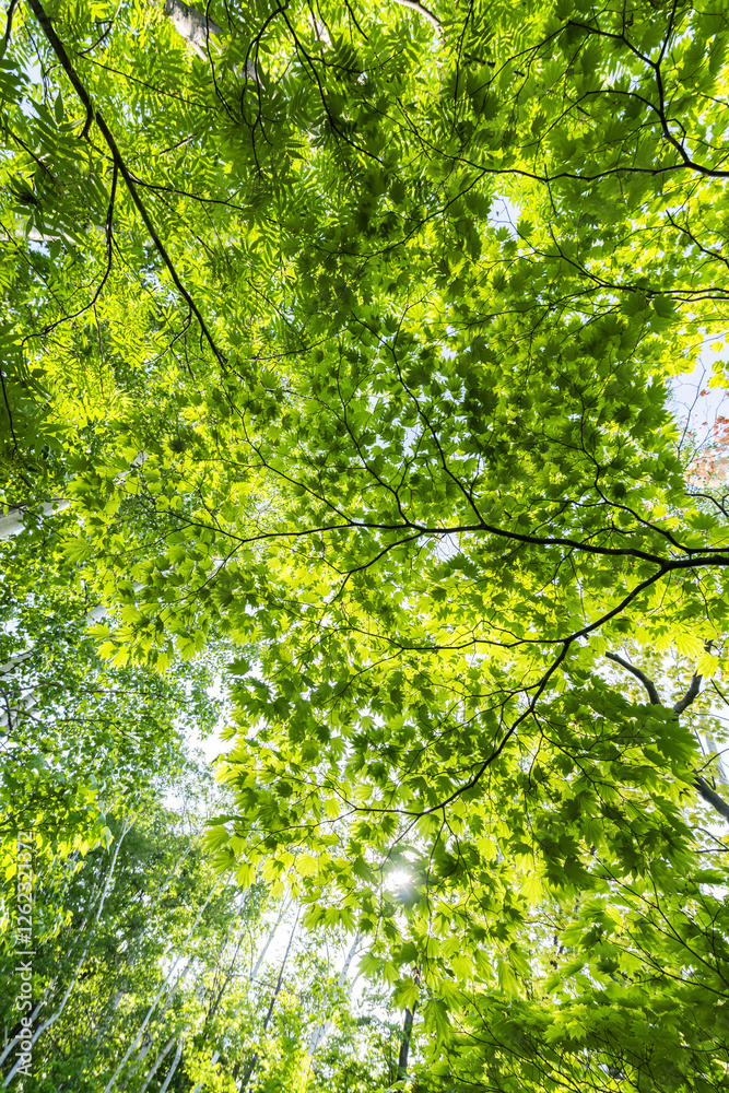 新緑の葉が美しく風に揺れる森の中